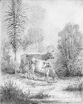 Young cabbage tree — Our cows Hawkshead 1847.
