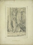 Pukatia trunks, Hutt forest, 1847.