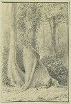 Pukatia trunks, Hutt forest, 1847. [detail]